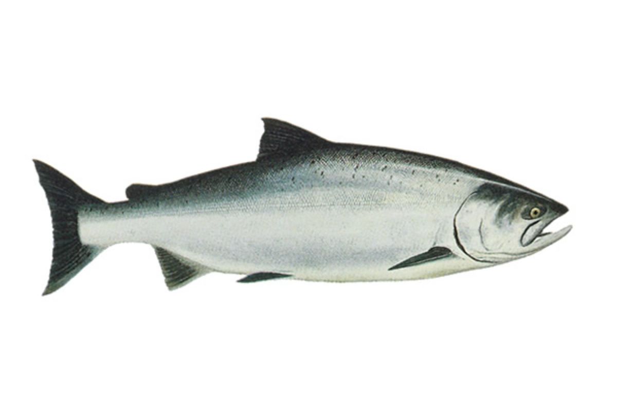 SALMÓN CHINOOK